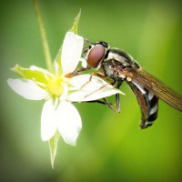 /album/paleteria-la-chinita/photolia-a02-jpg/