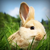 /album/paleteria-la-chinita/photolia-a03-jpg/