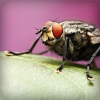 /album/paleteria-la-chinita/photolia-a08-jpg/